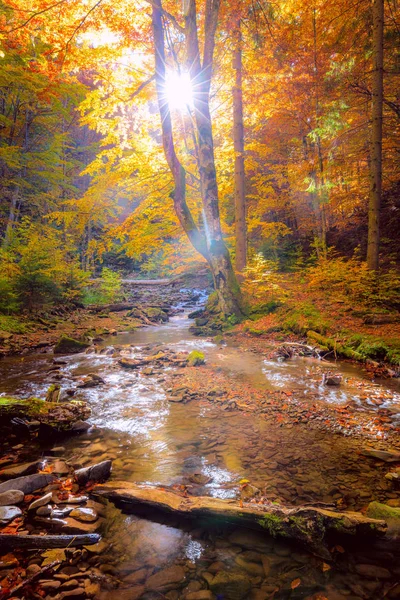 Φθινοπωρινό πρωινό σε άγριο δάσος με πραγματικό ήλιο, πολύχρωμα μεγάλα δέντρα — Φωτογραφία Αρχείου
