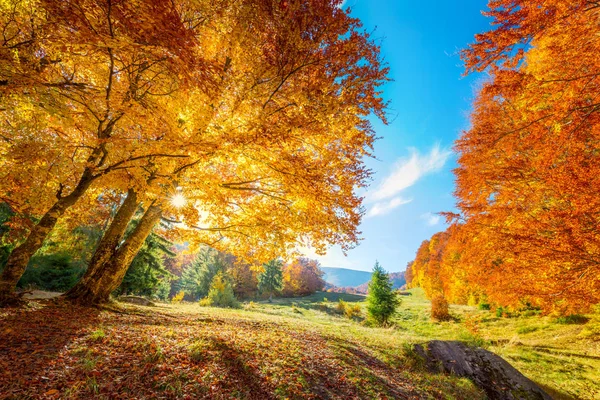 Warme en gouden herfst in bos — Stockfoto