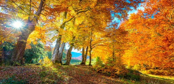 Paysage d'automne - grands arbres dorés de la forêt avec la lumière du soleil, panor — Photo