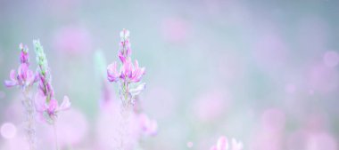 Doğal çiçek arkaplanı - Makro seçici odak içinde çayırlık nazik pembe çiçekler ve pastel renkler arka plan, boş boşluklu pankart