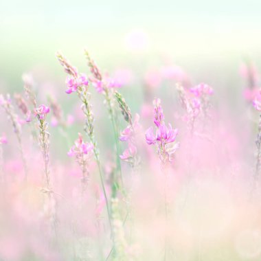 Doğal çayır arkaplanı - Makro seçici odak ve pastel renk arkaplanı içinde nazik yabani çiçekler, boş alanlı afiş
