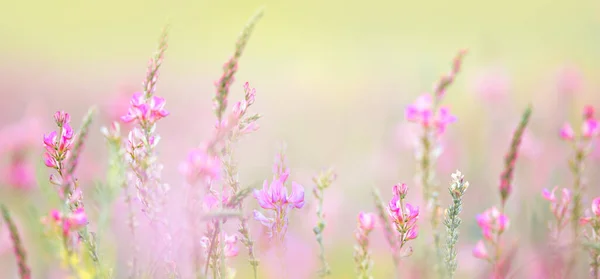 Natuurlijke Bloemen Achtergrond Weide Zachte Wilde Bloemen Macro Selectieve Focus — Stockfoto