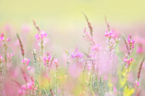 Naturlig Blommig Bakgrund Äng Mild Vilda Blommor Makro Selektivt Fokus — Stockfoto