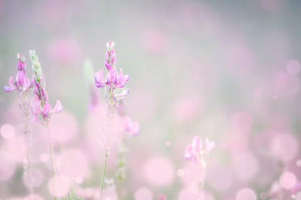 Artistieke Natuurlijke Bloemen Achtergrond Weide Zachte Roze Bloemen Macro Selectieve — Stockfoto