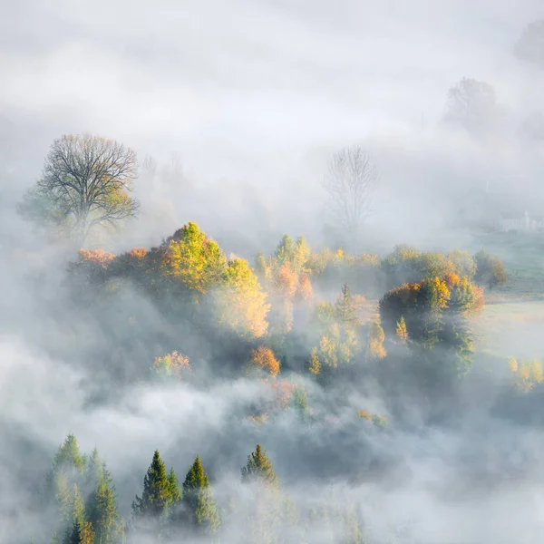 Niebla Brumosa Paisaje Otoñal Con Abetos Arces Amarillos Bosque Valle — Foto de Stock