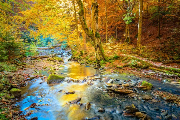 美丽的秋天 在野生森林里 茂密的森林树和石流湍急的河流 — 图库照片