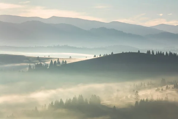 轻柔的雾雾雾蒙蒙的风景与杉树和松树在山谷中 — 图库照片