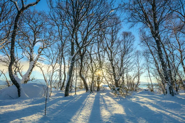 Vinterskogslandskap Träd Täckt Snö Och Gyllene Solljus Stor Storlek — Stockfoto