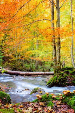 Vahşi ormanda güzel bir sonbahar - canlı orman ağaçları ve ön planda gerçek bal mantarlı taşlarla hızlı nehir. İnanılmaz sonbahar doğası. Yükseklik çözümleri