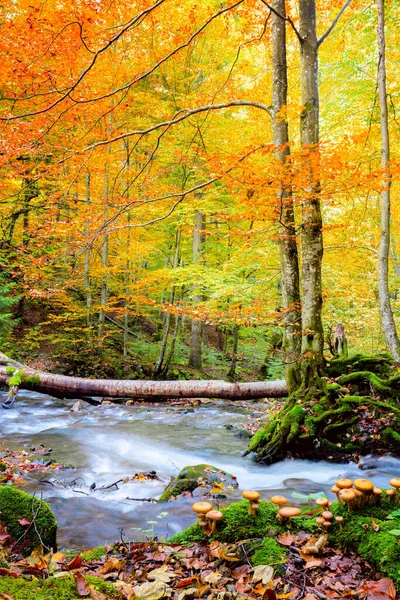Beautiful Autumn in wild forest - vibrantl forest trees and fast river with stones with real honey agarics mushrooms on foreground. Amazing fall nature. Hight resolutions — Stock Image Beautiful Autumn Wild Forest Vibrantl Forest Trees Fast River Stones Royalty Free Stock Photos