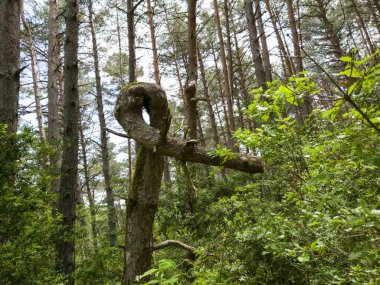 Büyük ağaçlar ve yeşil orman