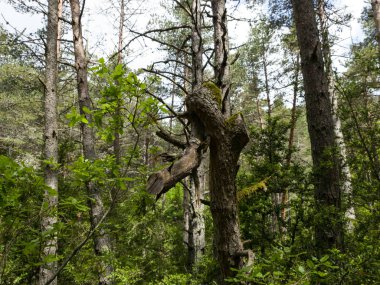 Büyük ağaçlar ve yeşil orman