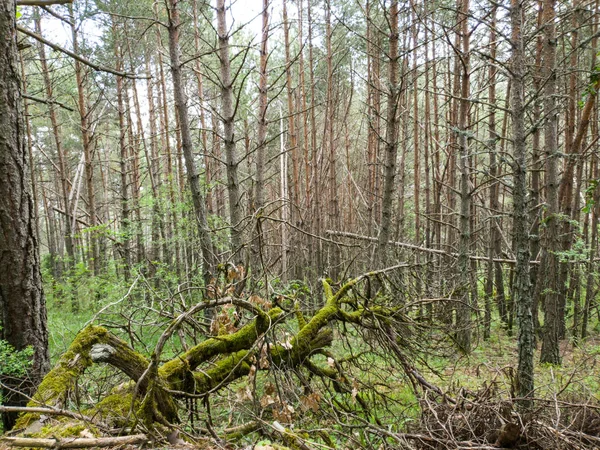 Büyük ağaçlar ve yeşil orman