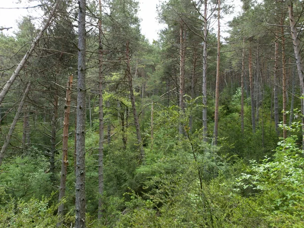 Big Trees Green Forest — Stock Photo, Image