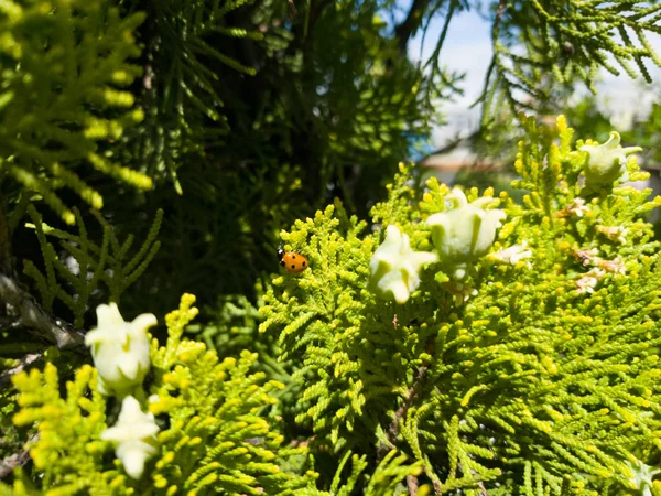 Insecto Posado Sobre Las Hojas Pino —  Fotos de Stock