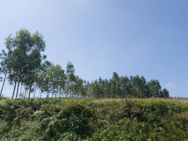 Güzel uzun yeşil ağaçlar