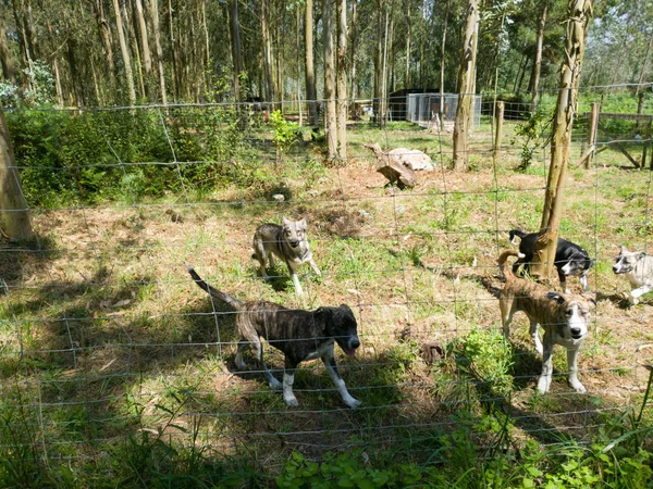 herd of dogs agitated and barking in the forest