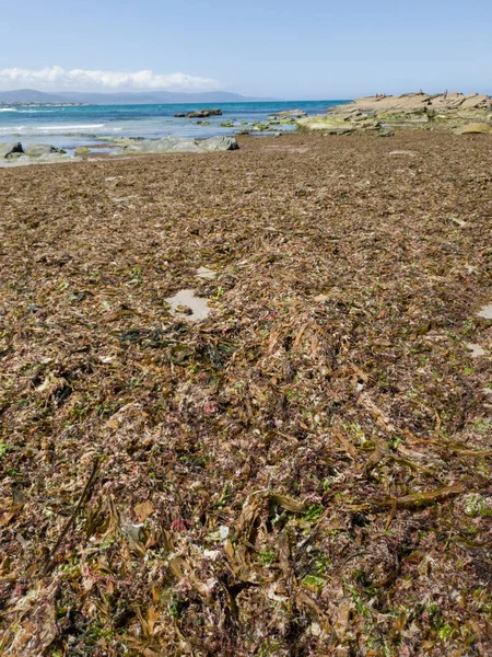 Belle Vue Sur Plage Algues Par Une Journée Ensoleillée — Photo