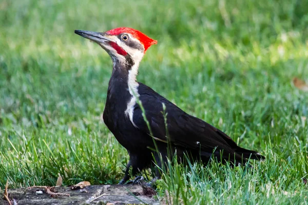Pileated Woodpecker Field — Stock Photo, Image