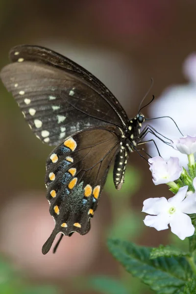 Papillon Hirondelle Épineux Sur Une Fleur Impatience Blanche — Photo