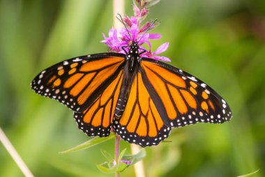 Gevşek bir bitkinin üzerindeki kral kelebeği.