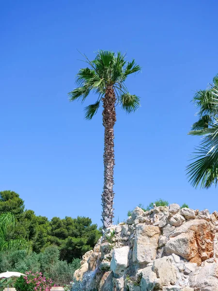 Tropikal Palmiye ağaçları mavi bir gökyüzünün önünde yükselen