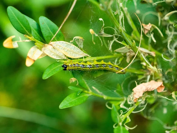 Box tree caterpillar eating the leave of a box hedge and destroying the box tree.