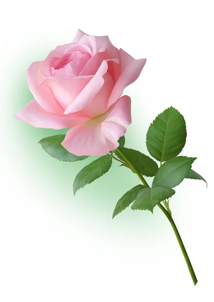 Schöne Rosa Rose Bild Zum Dekorieren Der Seiten Einladungen Grußkarten — Stockfoto