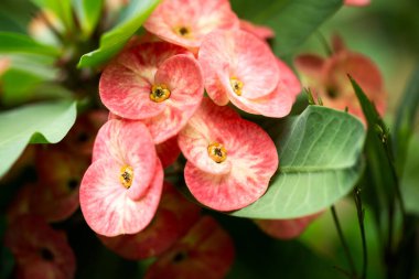 Çiçekler açar yakından, kırmızı çiçekler açar.