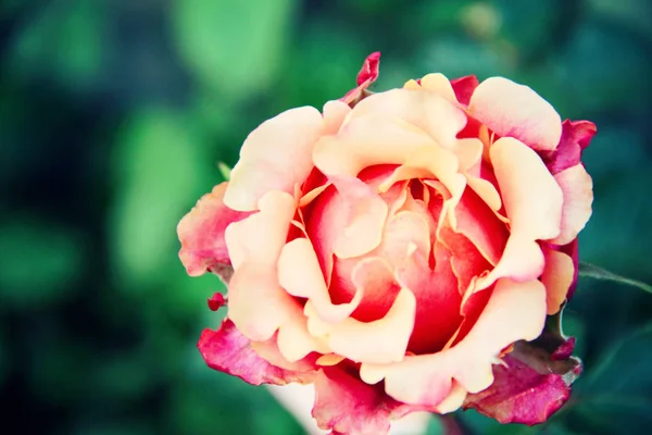 Wunderschöne Große Rote Und Gelbe Rose Foto Blütenfrühling — Stockfoto