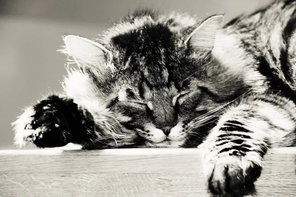 Schlafende Gestreifte Katze Oder Kätzchen Haus Foto Schwarz Weiß — Stockfoto