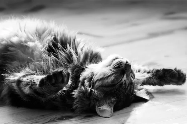 Sleeping Striped Cat Kitten Indoors Photo Black White — Stock Photo, Image