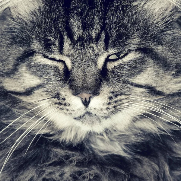 Wütend Gestreifte Katze Oder Kätzchen Drinnen Foto — Stockfoto
