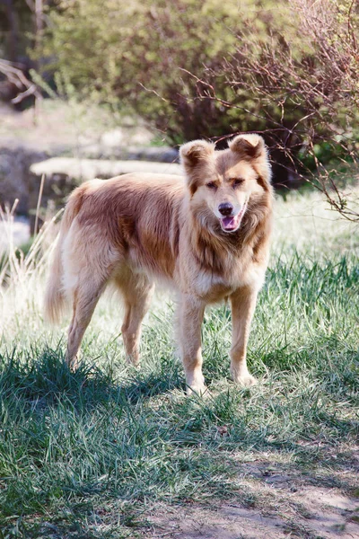 Homelless dog is looking for food. photo. — Stock Photo, Image