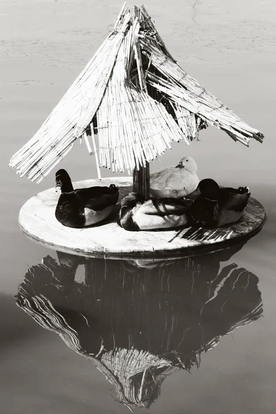 Four big ducks with house on the river. photo. black and white — Stock Photo, Image