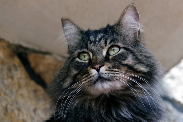 Besar Bergaris Kucing Atau Kucing Pemburu Foto — Stok Foto