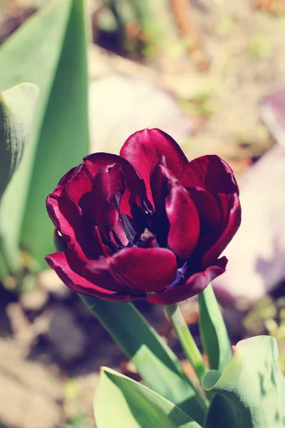 Schöne Große Schwarze Tulpe Foto Blütenfrühling — Stockfoto