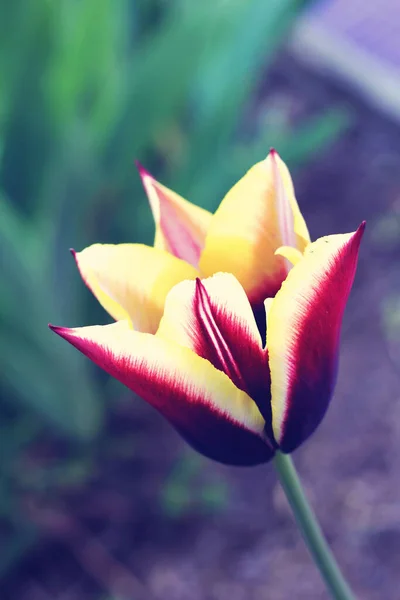 Schöne Große Gelbe Und Fliederfarbene Tulpe Foto Blütenfrühling — Stockfoto