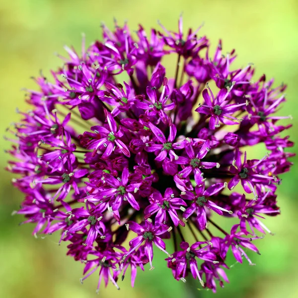 big head of purple allium flower. photo.