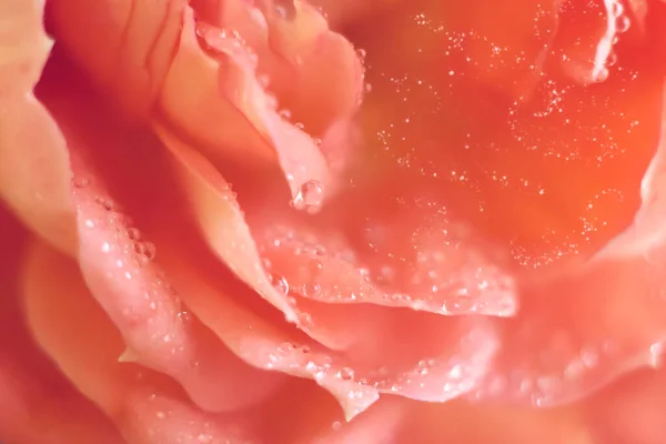 Pink or cream rose petals. Background. Macro. Photo. — Stock Photo, Image