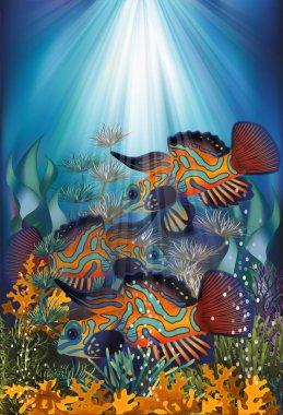Sualtı afiş Mandarin Dragonet balık, vektör çizim ile
