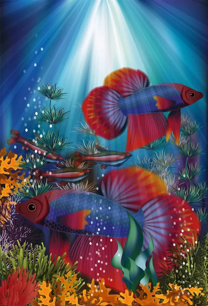 Bandiera Subacquea Con Betta Splendens Cardinale Tetra Fish Illustrazione Vettoriale — Vettoriale Stock