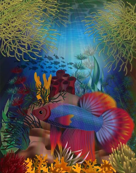 Betta Splendens タイ戦いの魚 ベクトル図と水中のバナー — ストックベクタ