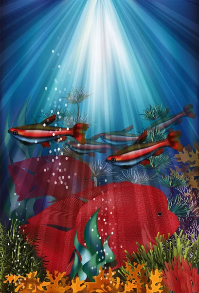 Unterwasserbanner Mit Fisch Kardinaltetra Und Herichthys Carpintis Super Rot Vektorillustration — Stockvektor