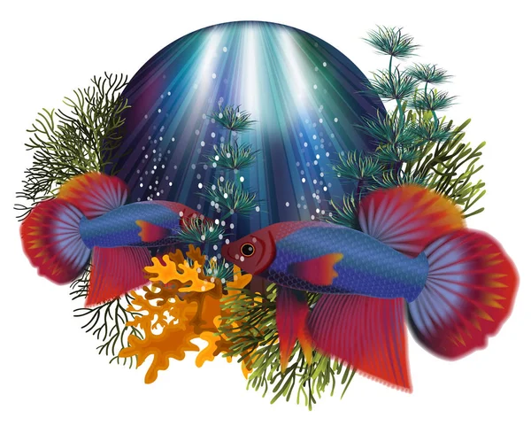 Biglietto Auguri Subacqueo Con Betta Splendens Thai Fighting Fish Illustrazione — Vettoriale Stock