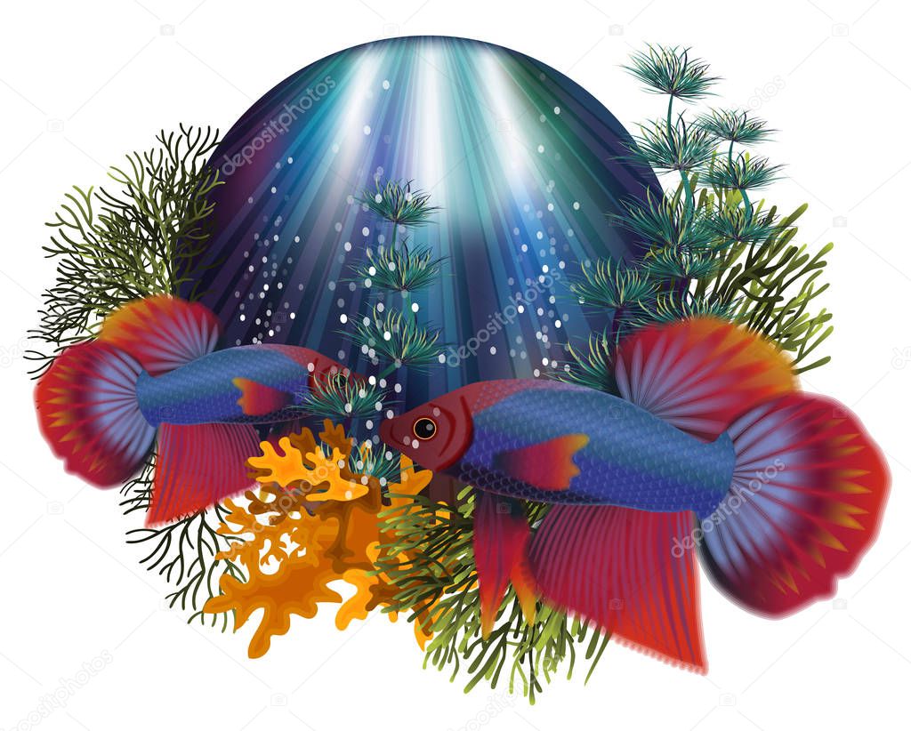 Underwater greeting card with Betta Splendens Thai fighting fish, vector illustration