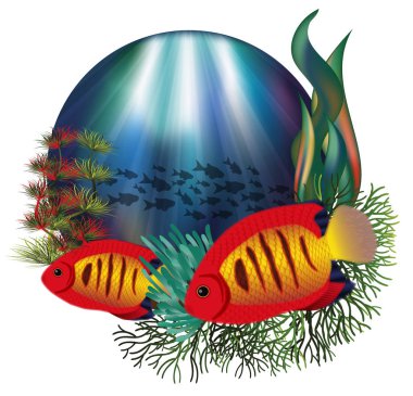 Sualtı tropikal alev angelfish, vektör çizim kartıyla