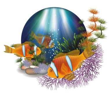 Underwater card with Clown Anemonefish,  vector illustration clipart