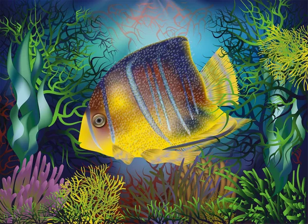 Undervattens Bakgrund Med Royal Angelfish Vektor Illustration — Stock vektor