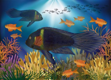 Tropikal balık, vektör çizim ile sualtı duvar kağıdı